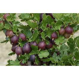 Stachelbeere, Ribes uva-crispa »Rot«, Frucht: rot, zum Verzehr geeignet