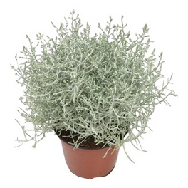 Stacheldrahtpflanze, Calocephalus brownii, max. Wuchshöhe: 20 cm, Blüte: gelb