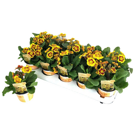 Staengelprimel, Primula elatior »Indian Tiger«, bis 25 cm