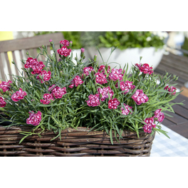 Stauden »Garden of Nature - Dianthus«