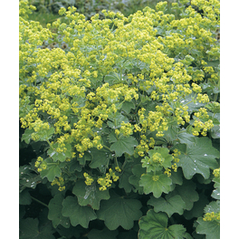 Stauden mix »Sommerlaune KW22«