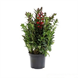 Staudenlobelie, Lobelia speciosa, Blüte: rot