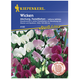 Staudenwicke, Lathyrus latifolius, Samen, Blüte: mehrfarbig