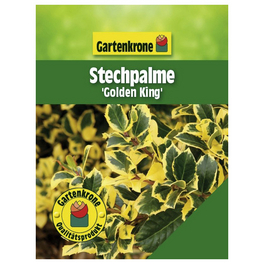 Stechpalme, Ilex altaclerensis »Golden King«, Blätter: zweifarbig, Blüten: weiß