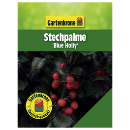Stechpalme, Ilex meserveae »Blue Holly«, Blätter: grün, Blüten: weiß