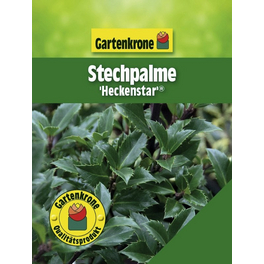 Stechpalme, Ilex meserveae »Heckenstar «, weiß, winterhart