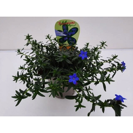 Steinsame »Lithodora diffusa«, blau, winterhart