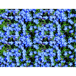 Steinsame »Lithodora diffusa Heavenlyblue«, blau, winterhart