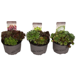 Steinwurz »Sempervivum Mix«, winterhart