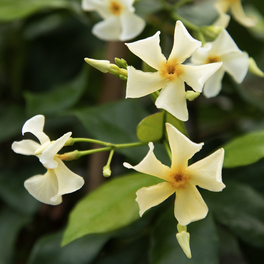 Sternjasmin Fl, Trachelospermum hybrida »Aroma® «, Blätter: grün, Blüten: creme/gelb
