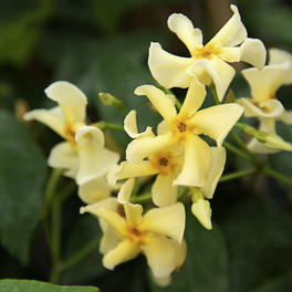 Sternjasmin Fl, Trachelospermum hybrida »Aroma® «, Blätter: grün, Blüten: creme/gelb