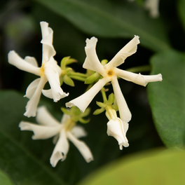 Sternjasmin Fl, Trachelospermum hybrida »Aroma® «, Blätter: grün, Blüten: cremeweiß