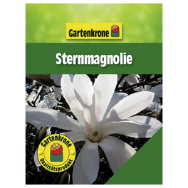 Sternmagnolie, Magnolia stellata, Blätter: grün, Blüten: weiß