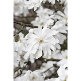 Sternmagnolien-Stämmchen, Magnolia stellata, Blätter: grün, Blüten: weiß