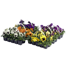 Stiefmütterchen, Viola wittrockiana, Blütenfarbe: mehrfarbig