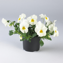 Stiefmuetterchen, Viola wittrockiana »Cool Wave«, bis 25 cm
