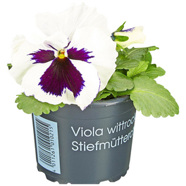 Stiefmuetterchen, Viola x wittrockiana, Blütenfarbe: mehrfarbig