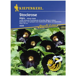 Stockrose, Alcea ficifolia, Samen, Blüte: schwarz