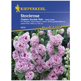 Stockrose, Alcea rosea rosea, Samen, Blüte: rosa