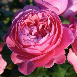 Strauchrose, Rosa »Flora Colonia/Kölner Flora®«, Blüte: rosa, gefüllt