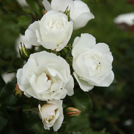 Strauchrose, Rosa »Weisse Wolke®«, Blüte: weiß, gefüllt