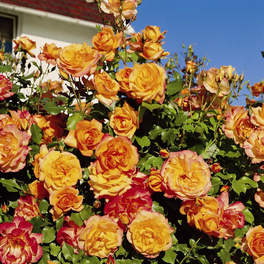 Strauchrose, Rosa x hybride »Sahara«, Blüte: zweifarbig, gefüllt