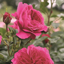 Strauchrose, Rosa x hybride »Soul®«, Blüte: violett, gefüllt