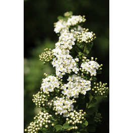 Strauchspiere, Spiraea nipponica »Snowmound«, Blätter: grün, Blüten: weiß