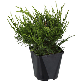 Strauchwacholder, Juniperus chinensis »Mint Julep«, winterhart