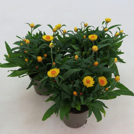 Strohblume, Helichrysum bracteantha, Blüte: gemischt, einfach