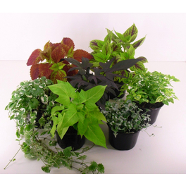 Strukturpflanzen Beet und Balkon, Blüte: