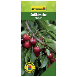 Süßkirsche, Prunus avium »Burlat«, Früchte: süß Süßkirsche, Prunus avium »Burlat«, Früchte: süß