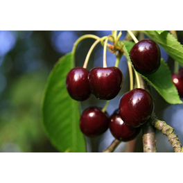 Süßkirsche, Prunus avium »Große Schwarze Knorpelkirsche«, Früchte: süß