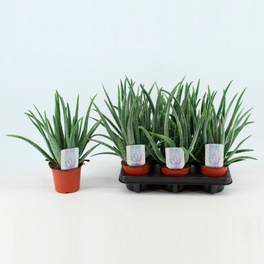Sukkulente Aloe, Aloe vera, grn - hagebau.at