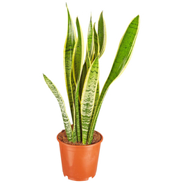 Sukkulente Bogenhanf, Sanseveria hybrid, mehrfarbig