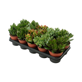 Sukkulente Dickblatt, Crassula Hybriden, grün