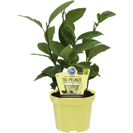 Teepflanze, Camellia sinensis, aktuelle Pflanzenhöhe ca.: 25 cm, im Topf