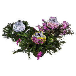 teppichphlox »Phlox Rock Collection«, mehrfarbig, winterhart teppichphlox »Phlox Rock Collection«, mehrfarbig, winterhart
