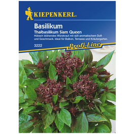 Thai-Basilikum Ocimum basilicum »Siam Queen« Thai-Basilikum Ocimum basilicum »Siam Queen«