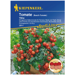 Tomate, (Cherry-Tomate) Solanum lycopersicum »Vilma«