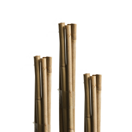 Tonkinstäbe, Natur, Bambus