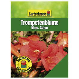 Trompetenblume, Campsis tagliabuana »Madame Galen«, Blüte: orange