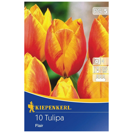 Tulpe Flair, Mehrfarbig, 10 Blumenzwiebeln