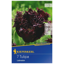 Tulpe Labrador, Schwarz, 7 Blumenzwiebeln
