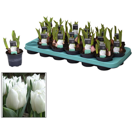 Tulpe, Tulipa Hybriden, bis 20 cm