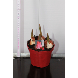 Tulpe, Tulipa Hybriden, bis 30 cm