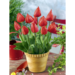 Tulpe, Tulipa hybriden, Blütenfarbe: rot