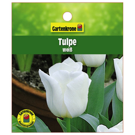 Tulpe, Tulipa hybriden, Blütenfarbe: weiß