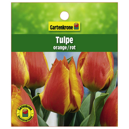 Tulpe, Tulipa hybriden, Blütenfarbe: zweifarbig