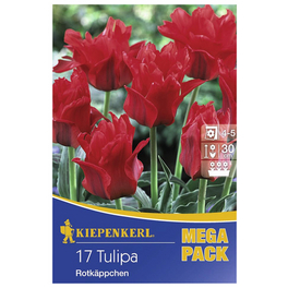 Tulpen greigii Tulipa